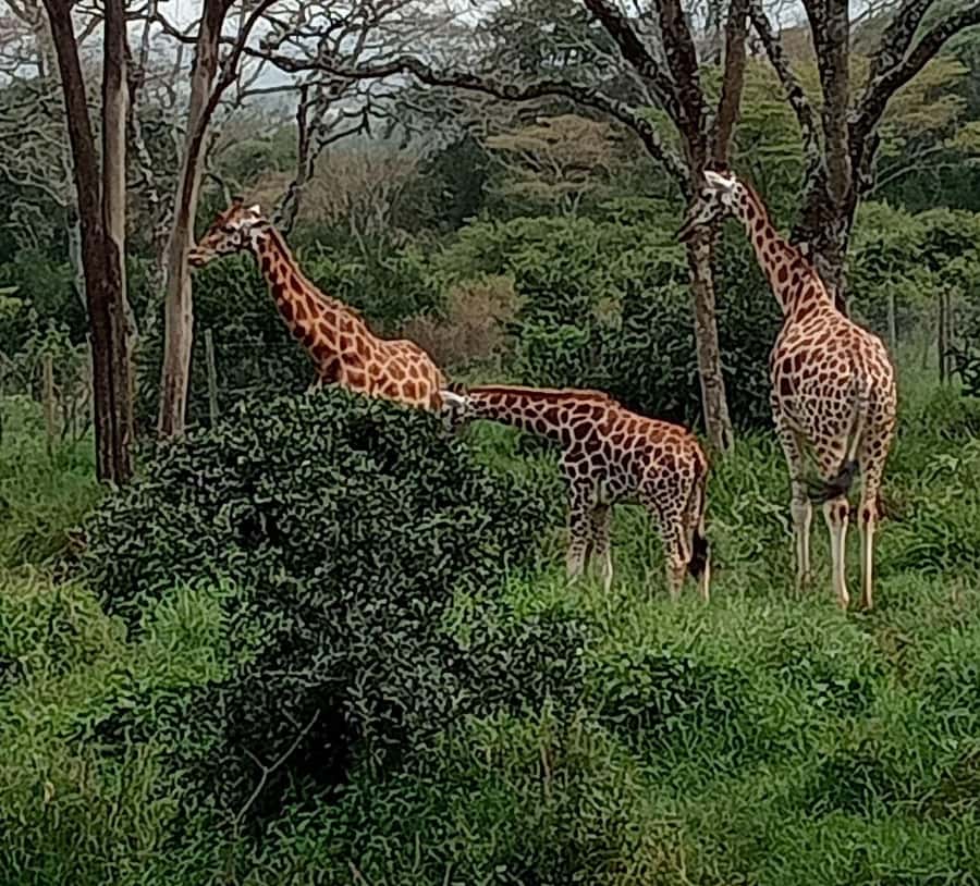 Nairobi: Hell's Gate National Park and Lake Naivasha Tour - The gorge walk and Hell’s Gate scenery