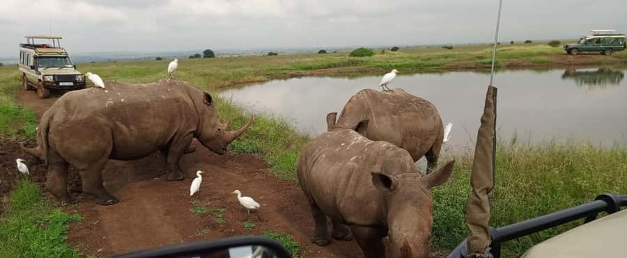 Nairobi National Park 5-hour Guided Game Drive Free Pick up - Nairobi National Park, a safari beside the city
