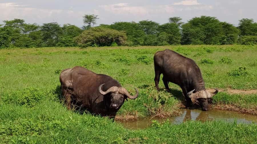 Nairobi National Park 5-hour Guided Game Drive Free Pick up - The animals you might see
