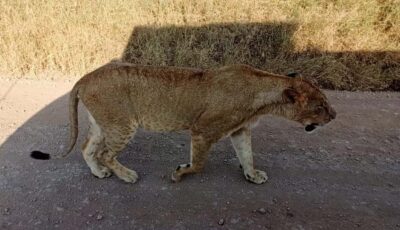 Nairobi National Park 5-hour Guided Game Drive Free Pick up