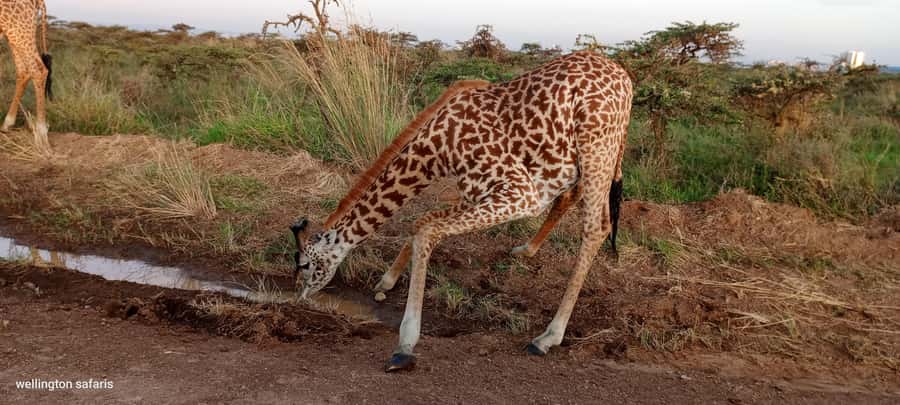 Nairobi National Park 5-hour Guided Game Drive Free Pick up - Who should book this drive?