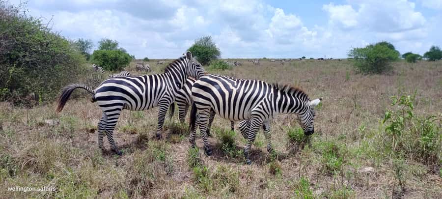 Nairobi National Park 5-hour Guided Game Drive Free Pick up - Should you book Nairobi National Park?