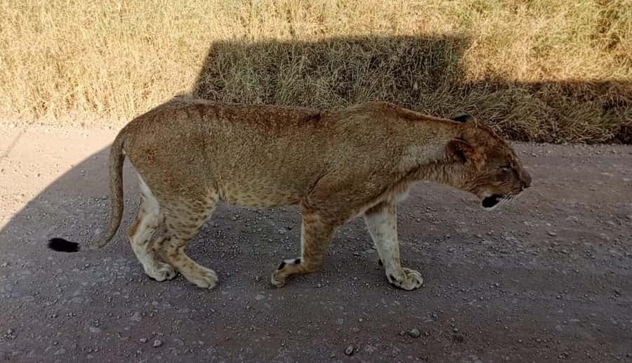 Nairobi National Park 5-hour Guided Game Drive Free Pick up - What the five-hour schedule feels like
