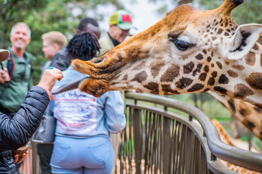 Nairobi National Park, Elephant Orphanage and Giraffe Centre - Why Nairobi National Park is the right first safari