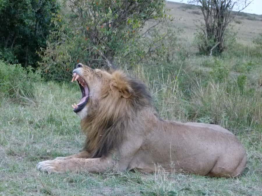 Nairobi National Park, Elephant Orphanage and Giraffe Centre - The David Sheldrick Wildlife Trust and its young elephants