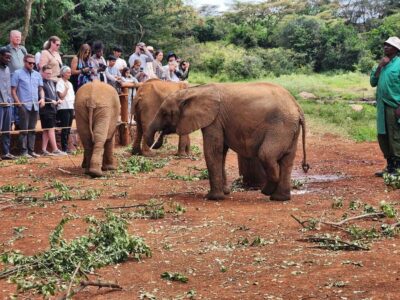 Nairobi National Park, Elephant Orphanage and Giraffe Centre