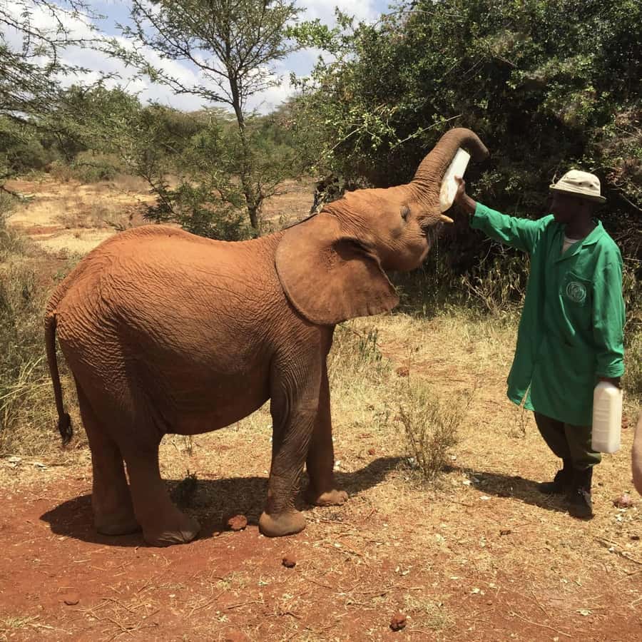 Nairobi National Park, Elephant Orphanage and Giraffe Centre - Lunch, then the Giraffe Centre