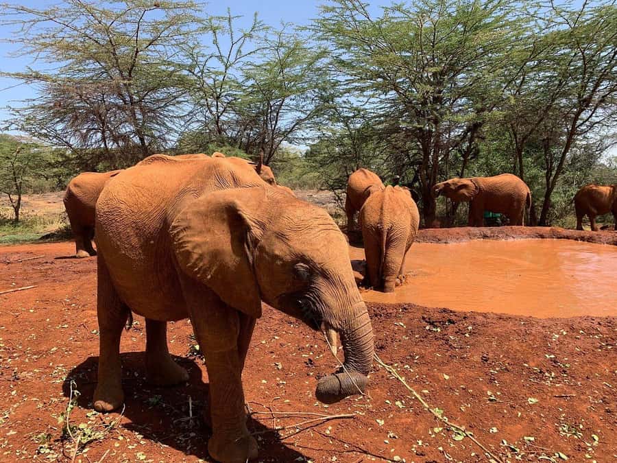 Nairobi National Park, Elephant Orphanage and Giraffe Centre - What the $40 price really covers