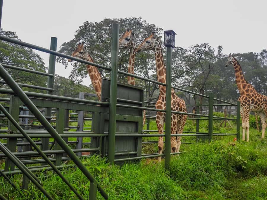 Nairobi National Park, Elephant Orphanage and Giraffe Centre - Guides, comfort and group rhythm
