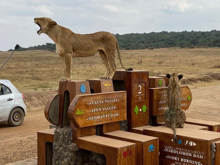 Nairobi National Park, Elephant Orphanage and Giraffe Centre - Who should book this Nairobi day
