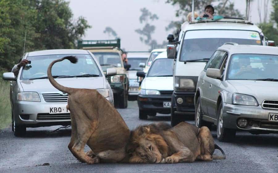 Nairobi: National Park, Elephant Orphanage & Giraffe Center - Why this Nairobi combination works so well