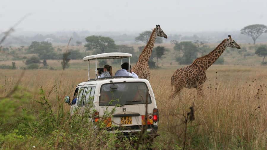 Nairobi: National Park, Elephant Orphanage & Giraffe Center - Guides who know how to find the animals