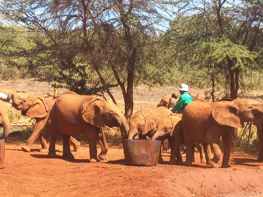 Nairobi: National Park, Elephant Orphanage & Giraffe Center - The David Sheldrick Wildlife Trust elephant visit