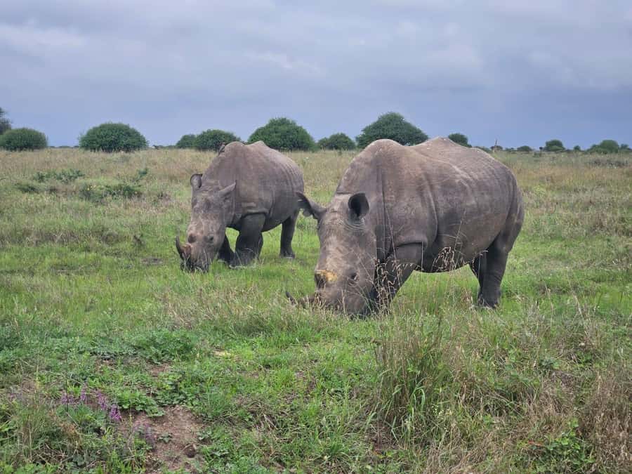 Nairobi: National Park, Elephant Orphanage & Giraffe Center - Lunch, shopping, and the shape of the day