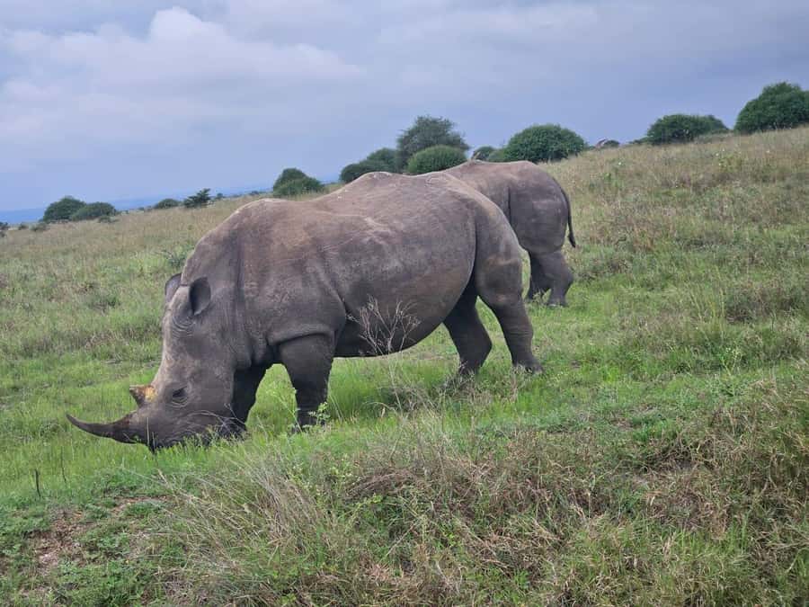 Nairobi: National Park, Elephant Orphanage & Giraffe Center - What the $23 price really means