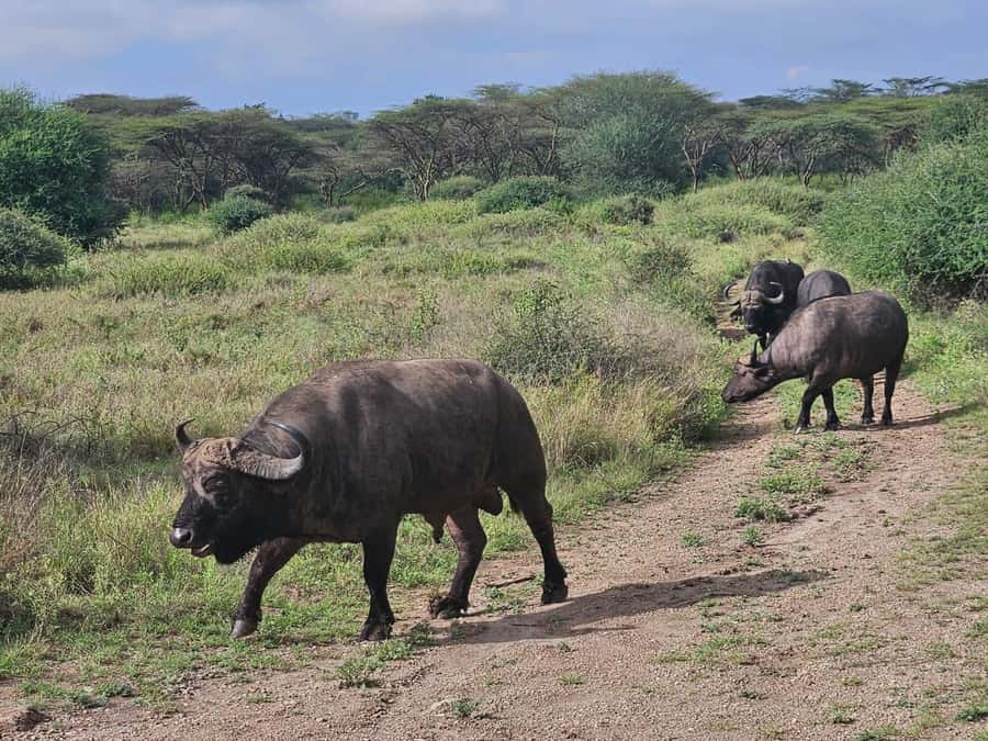 Nairobi: National Park, Elephant Orphanage & Giraffe Center - Practical advice for a smoother morning