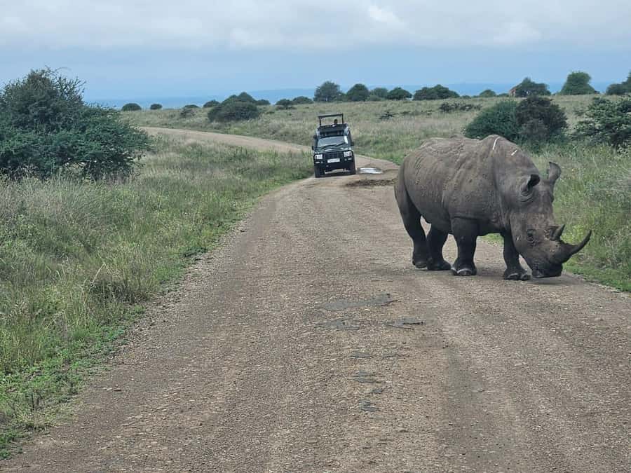 Nairobi: National Park, Elephant Orphanage & Giraffe Center - The early game drive in Nairobi National Park