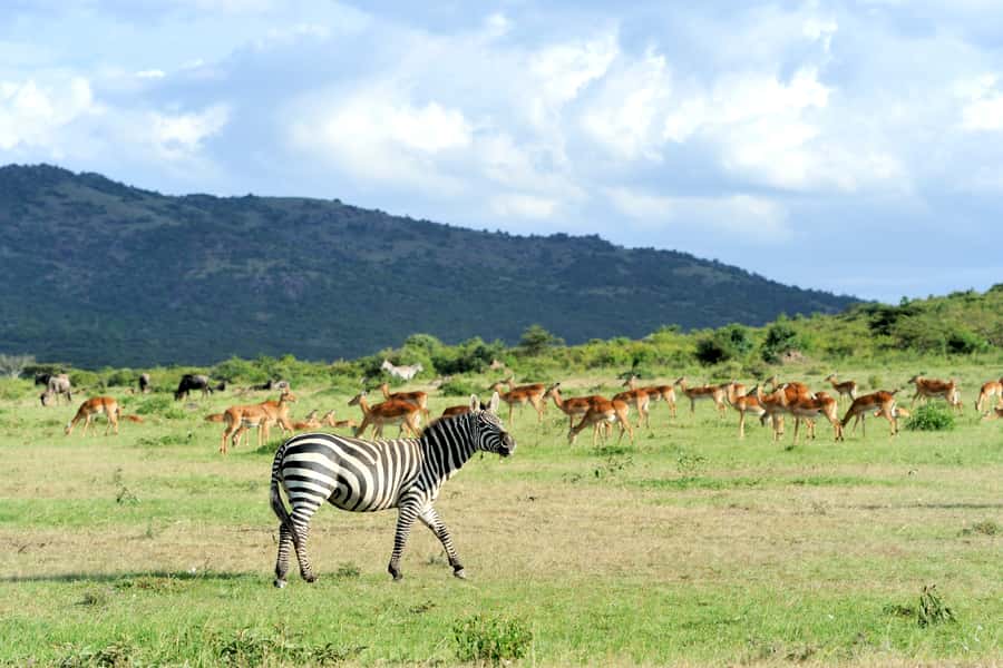 Nairobi National Park Full or Half-Day Tour with Guide - Why Nairobi National Park works so well