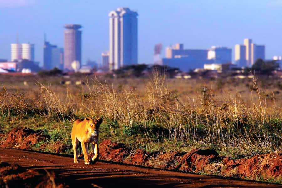 Nairobi National Park Full or Half-Day Tour with Guide - Adding the Giraffe Centre