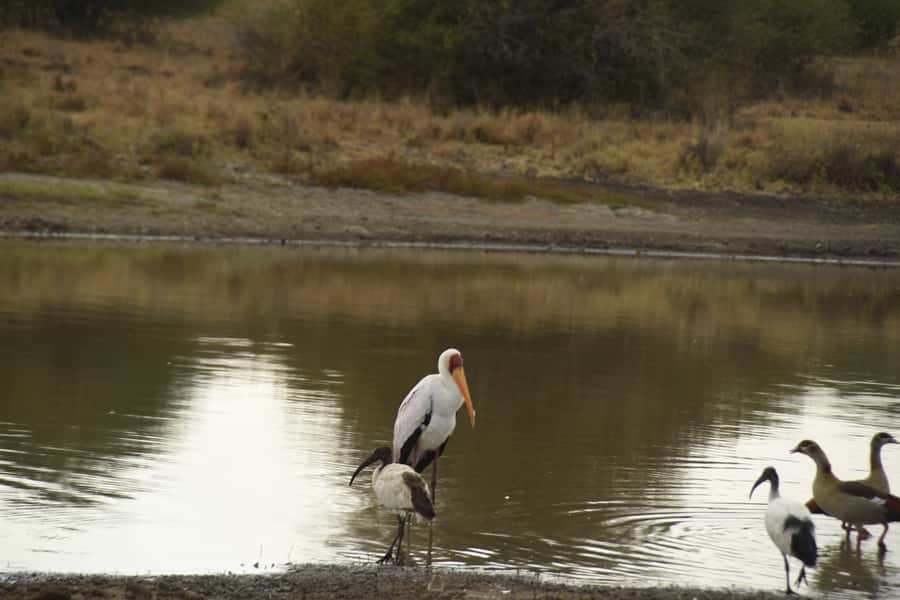 Nairobi National Park Full or Half-Day Tour with Guide - Full-day outings with lunch and Karen Blixen