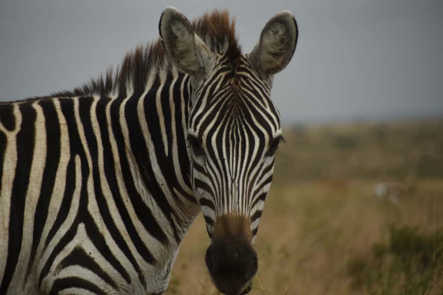 Nairobi National Park Full or Half-Day Tour with Guide - Is $185 good value?