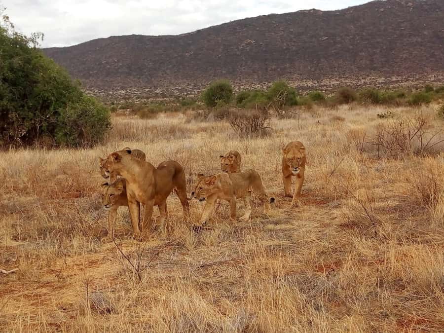 Nairobi National Park Half-Day Game Drive - FAQ