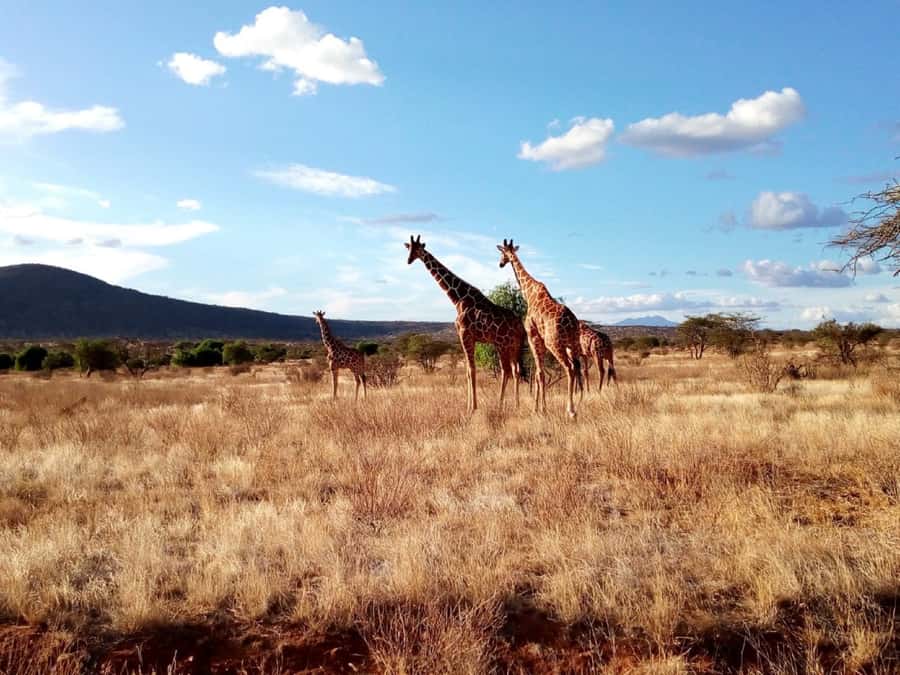 Nairobi National Park Half-Day Game Drive - Who will enjoy this half-day game drive?