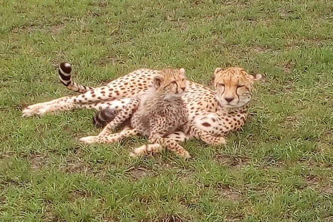 Nairobi National Park Half-Day Tour; Free Wi-Fi connection - What makes Edwin, Lawrence, Peter, and William important