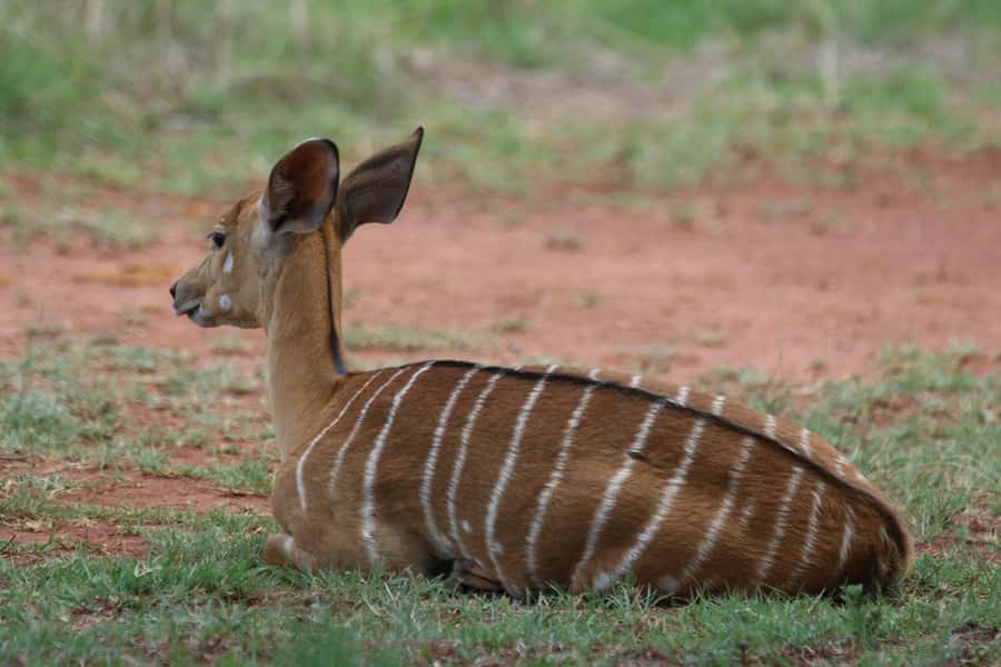 Nairobi: National Park & Optional Elephants & Giraffe Center - Why Nairobi National Park is such a strong first stop