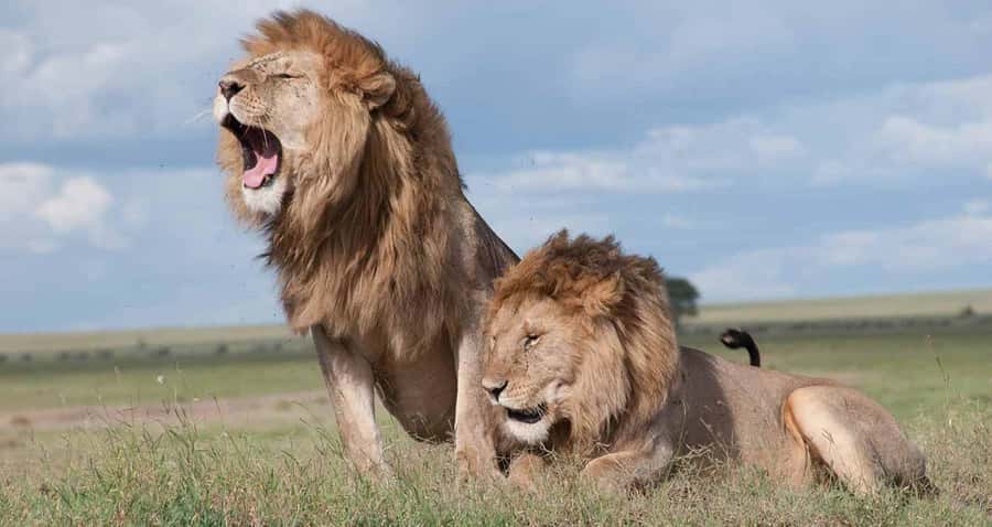 Nairobi: National Park & Optional Elephants & Giraffe Center - What the early morning pickup means