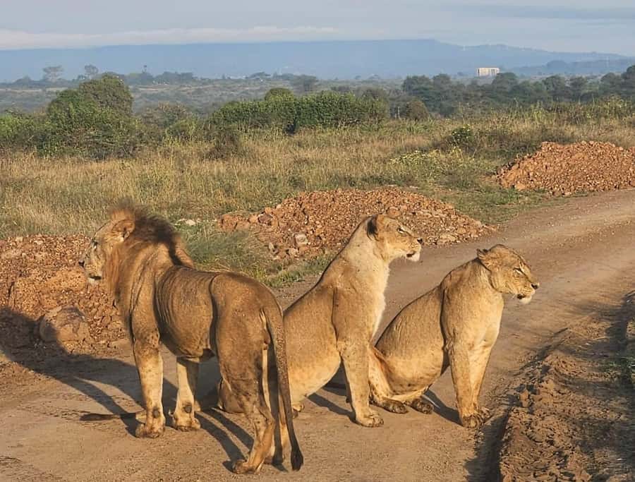 Nairobi: National Park & Optional Elephants & Giraffe Center - Kobe Beads Factory and local handicrafts