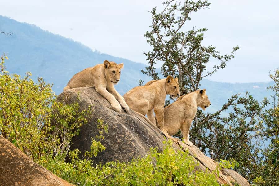 Nairobi: National Park & Optional Elephants & Giraffe Center - Lunch, bathrooms, and the practical weak spots