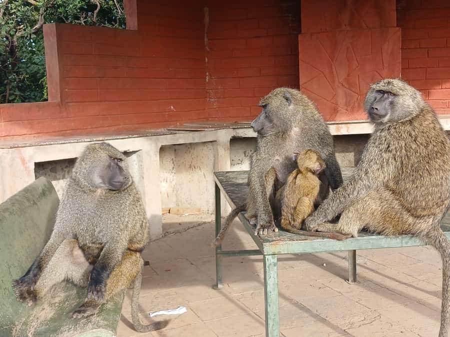 Nairobi: National Park & Optional Elephants & Giraffe Center - Price, fees, and what you really pay