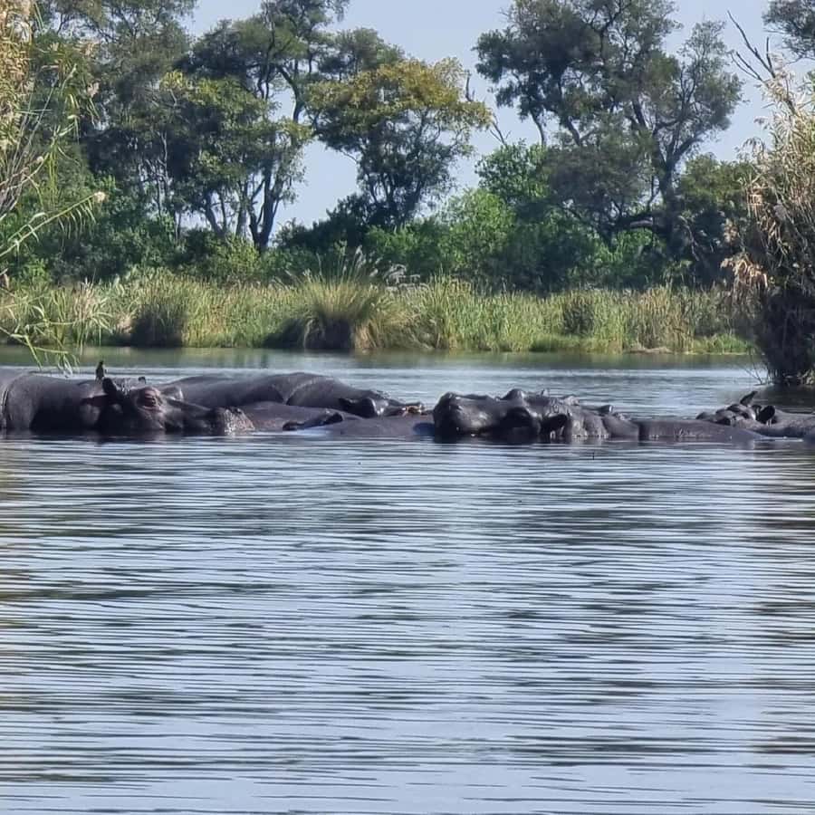 Okavango Delta: Full-Day Mokoro/Canoe Tour All-Inclusive - Entering the Delta by one-tree canoe