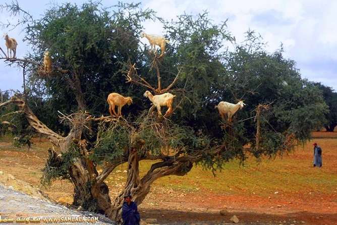 Paradise valley excursion - Who will enjoy this excursion most