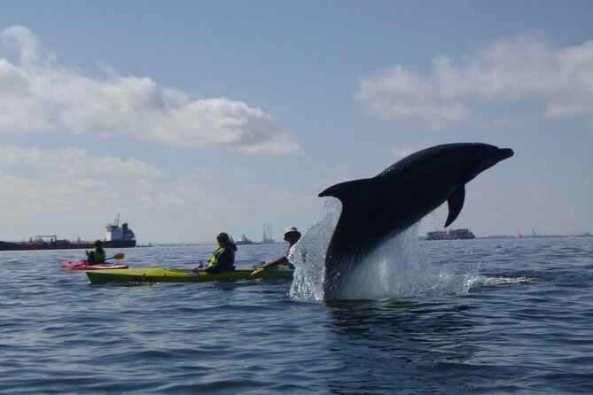 Pelican Point Kayaking Half-Day Tour - Key points to know