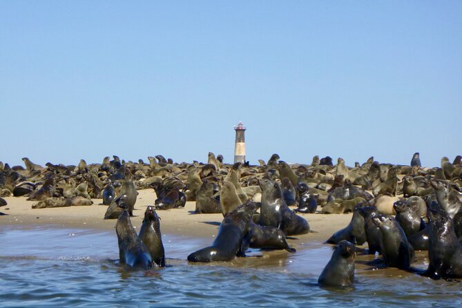 Pelican Point Kayaking Half-Day Tour - Is the $79.37 price good value?