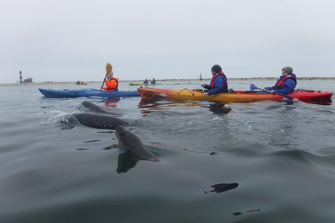 Pelican Point Kayaking Half-Day Tour - Who should book this kayak trip?