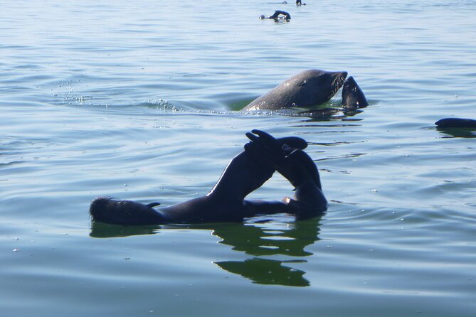 Pelican Point Kayaking Half-Day Tour - Starting at Anchors Waterfront Restaurant at 8:00 am