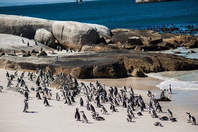 Penguin Encounter Boulders Beach Half Tour Day from Cape Town - Boyes Drive brings you back by False Bay