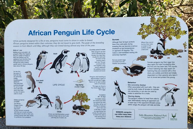 Penguin Encounter Boulders Beach Half Tour Day from Cape Town - Guides add more than directions