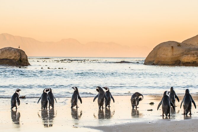 Penguin Encounter Boulders Beach Half Tour Day from Cape Town - Transport, group size, and timing