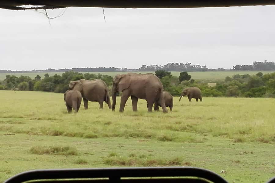 Plettenberg Bay Game Reserve: 2-Hour Game Drive - Why this short safari works near Plettenberg Bay