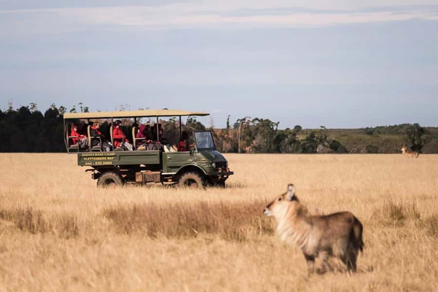 Plettenberg Bay Game Reserve: 2-Hour Game Drive - Rhinos, giraffes, and the Big Five search