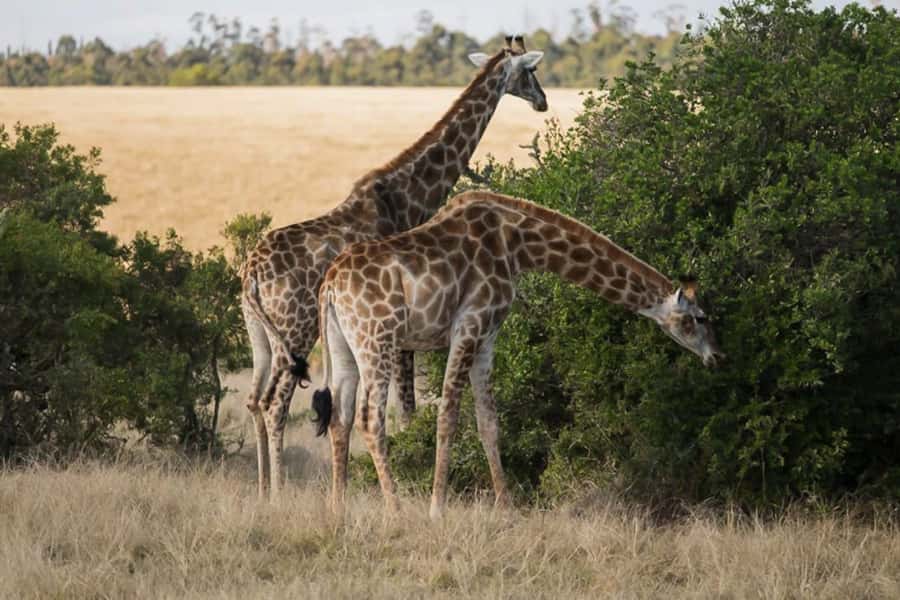 Plettenberg Bay Game Reserve: 2-Hour Game Drive - What the two-hour game drive feels like