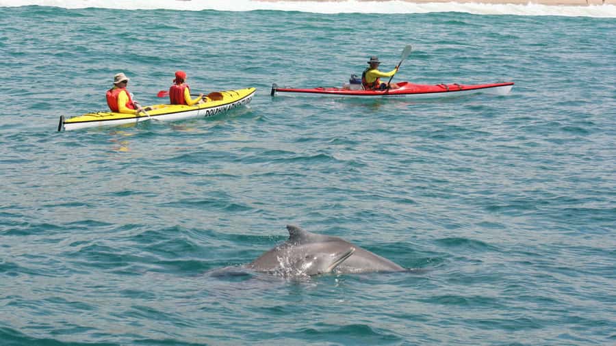 Plettenberg Bay: Guided Sea Kayak Tour - Wildlife encounters depend on luck and season