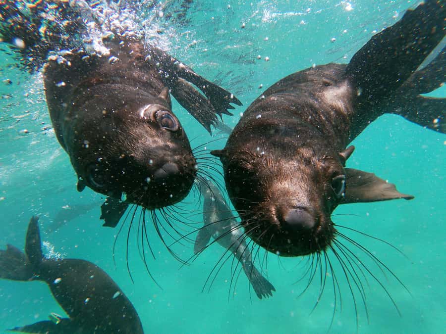 Plettenberg Bay: Seal Colony Viewing Excursion - Key points before you book