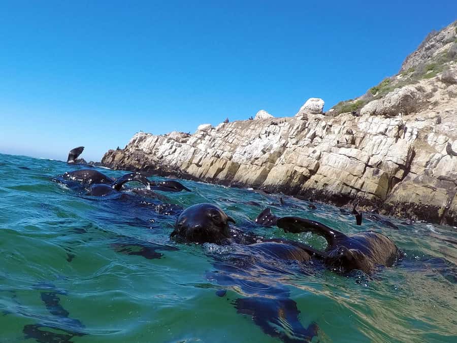 Plettenberg Bay: Seal Colony Viewing Excursion - The coast gives you more than a seal sighting