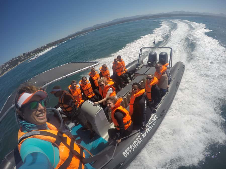 Plettenberg Bay: Seal Colony Viewing Excursion - At the colony: movement, noise, and close looks