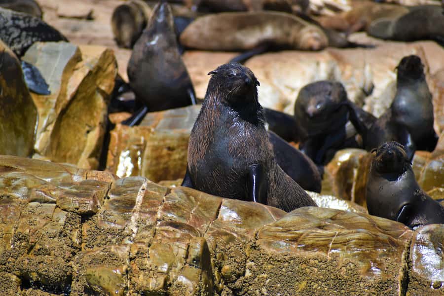 Plettenberg Bay: Seal Colony Viewing Excursion - Who will enjoy this most